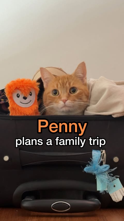 Instagram post by @felixthepalegingercat for KAYAK. Caption reads: [...] you covered! because she always checks....