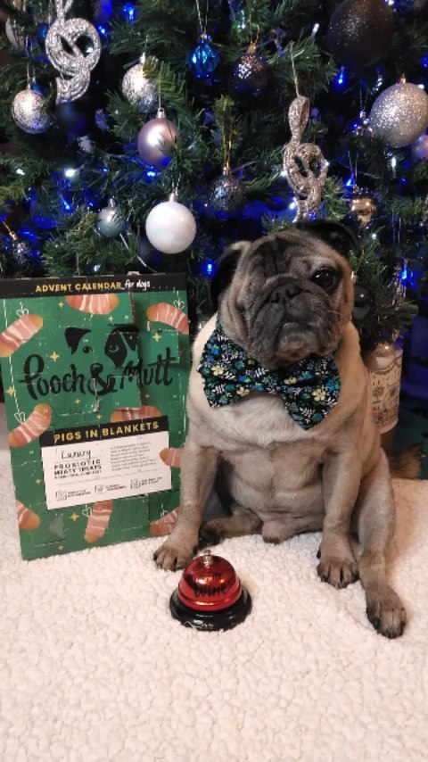 Instagram post by @lilrascalpug for Pooch and Mutt. Caption reads: D i n g  D o n g  f o r  S e r v i c....