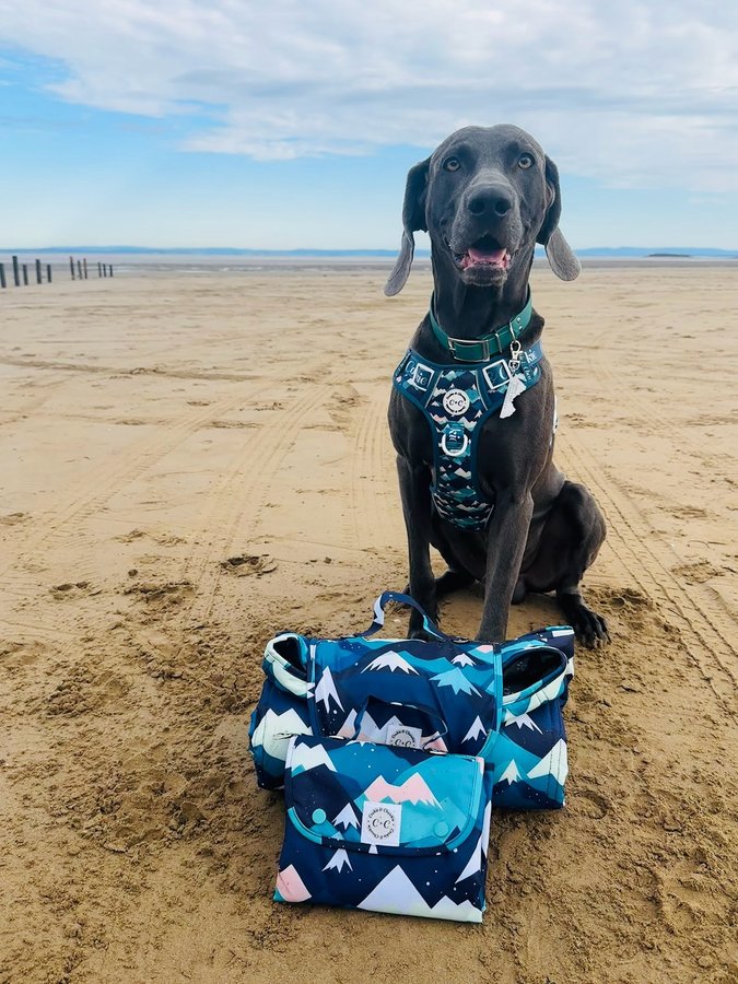 Instagram post by @weimaraner_blue_est2020 for Cookie & Chewkie. Caption reads: Happy #cookieandchewkiechewsday 💙🩵

Out at the....