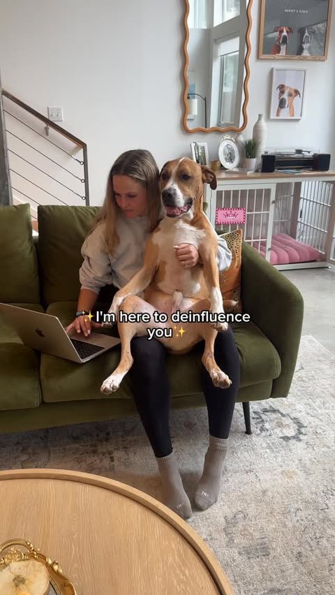 Instagram post by @harveytherescue for Open Farm Pet. Caption reads: here to de-influence you from black friday sales....