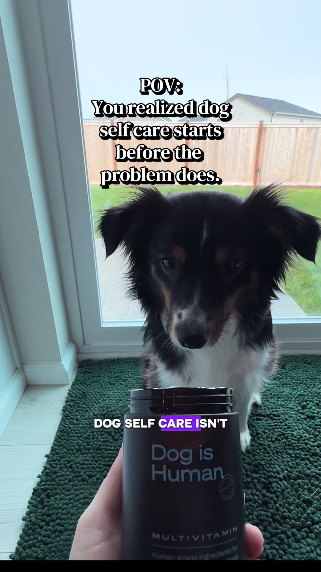 TikTok post by @zarathewildflower for Dog is Human. Caption reads: [...] for our dogs. Subscribe and save with Dog is....