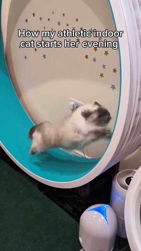 Instagram post by @theflooftales for Litter-Robot by Whisker. Caption reads: Nothing like a good zoomies sesh after pooping in....