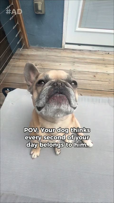 Instagram post by @somefrenchienamedapollo for Good 'n' Fun. Caption reads: [...] in my bio to grab some for your pup!....