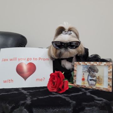 Instagram post by @ginger_doggie for Washington Post. Caption reads: Jax @atx_jax I think your suffering from a lack of....