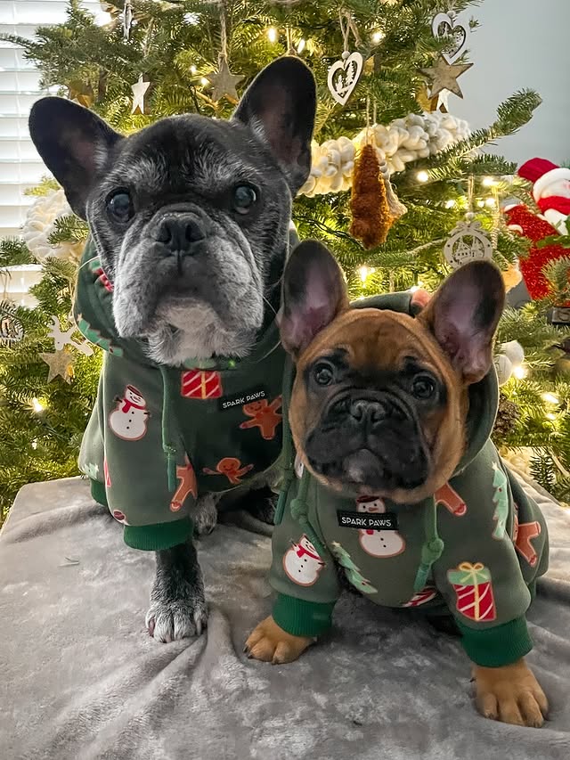 Instagram post by @captain_n_morgan for Spark Paws. Caption reads: [...] boys!

The cutest holiday hoodies from....