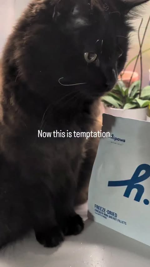 Instagram post by an influencer for Hipaws. Caption reads: [...] with it. 🍗❤️🐈‍⬛🐾 These @hipaws_official....