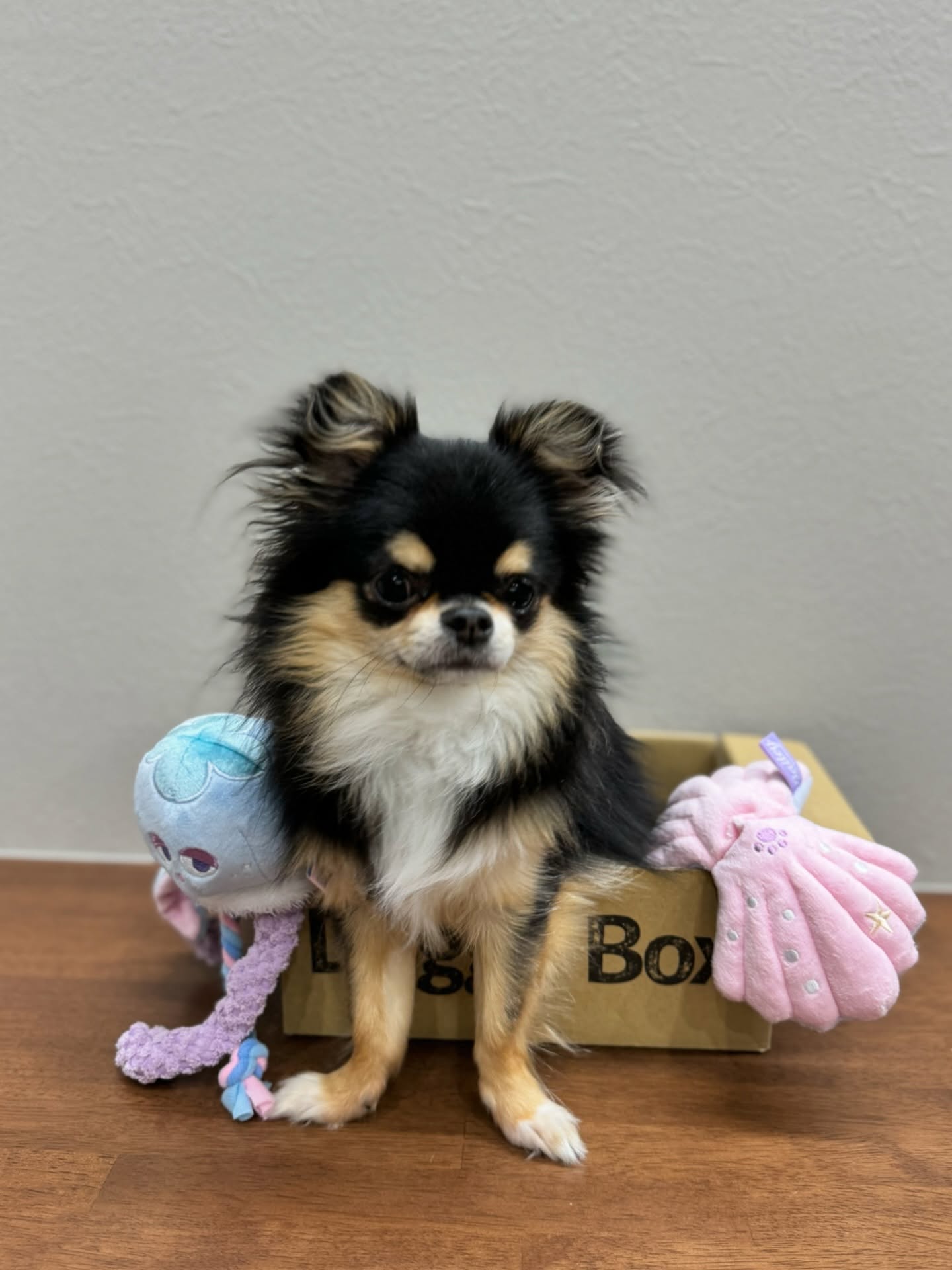 Instagram post by @yomogi5.5 for Doggy Box. Caption reads: @doggybox_jp....