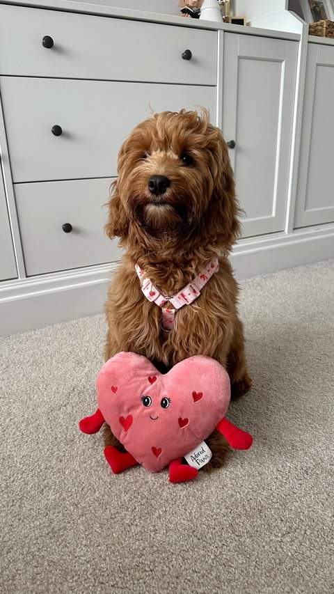 Instagram post by @lifewiththetomkins for The Range. Caption reads: [...] too 🐶 💕 Adorable finds from @therangeuk 🐾....