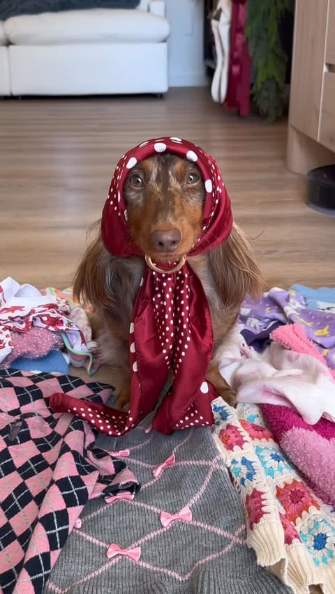 Instagram post by @indytheminidoxie for Open Farm Pet. Caption reads: [...] 

Use code welcome20 to get 20% off....