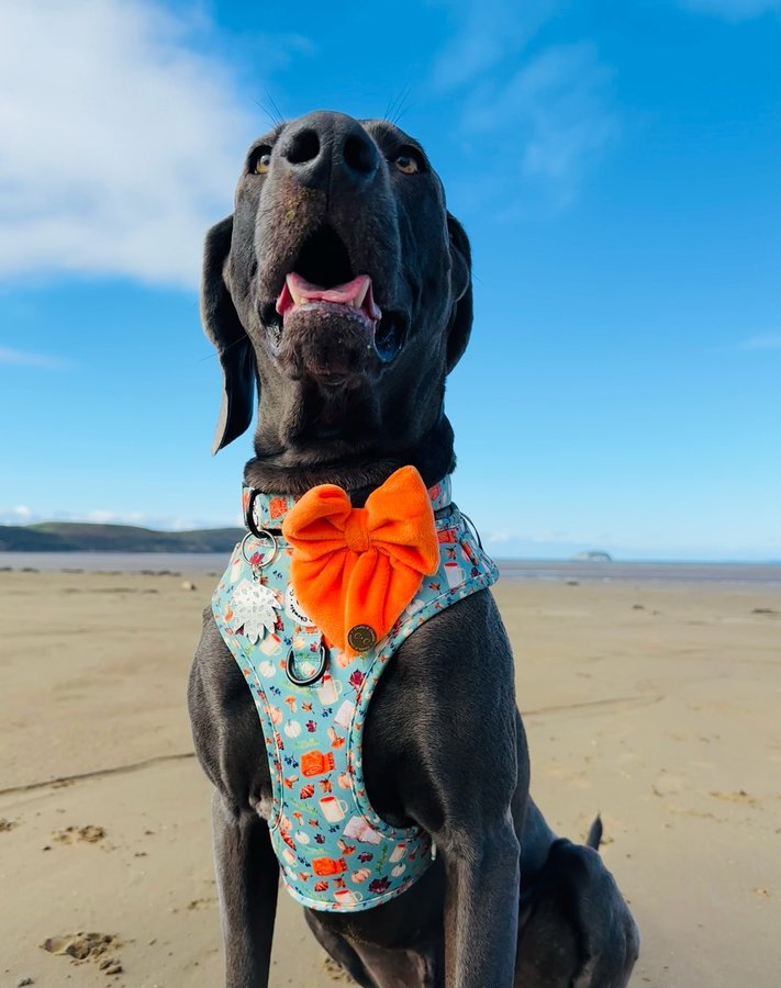 Instagram post by @weimaraner_blue_est2020 for Cookie & Chewkie. Caption reads: Happy #cookieandchewkiechewsday....