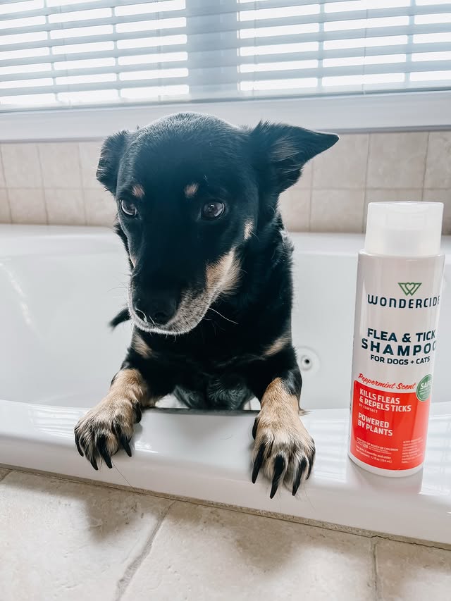 Instagram post by @chaitotherescue for Wondercide. Caption reads: [...] it comes with protection. We use @wondercide....