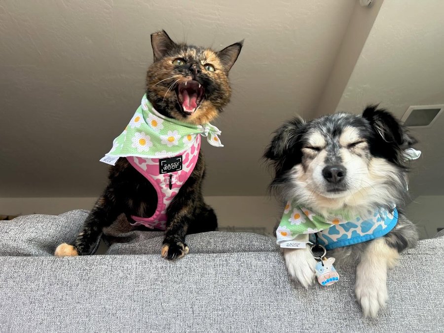 Instagram post by @screamy_beany for Sassy Woof. Caption reads: #ScreamyBeany screaming for 7 years of @sassywoof....