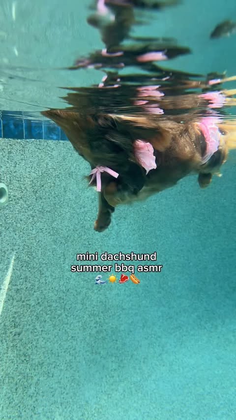 Instagram post by @indytheminidoxie for Blue Buffalo. Caption reads: [...] day with me and my mini 🌊🔥 #ad Grab....