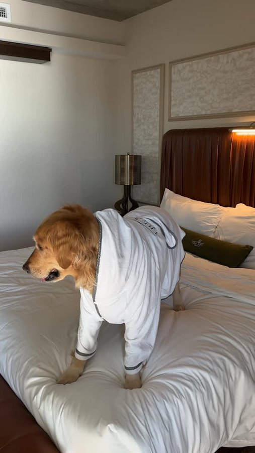 Instagram post by @gracieabercrombie for The Palm Beaches. Caption reads: If you’re looking for a dog-friendly hotel, right....