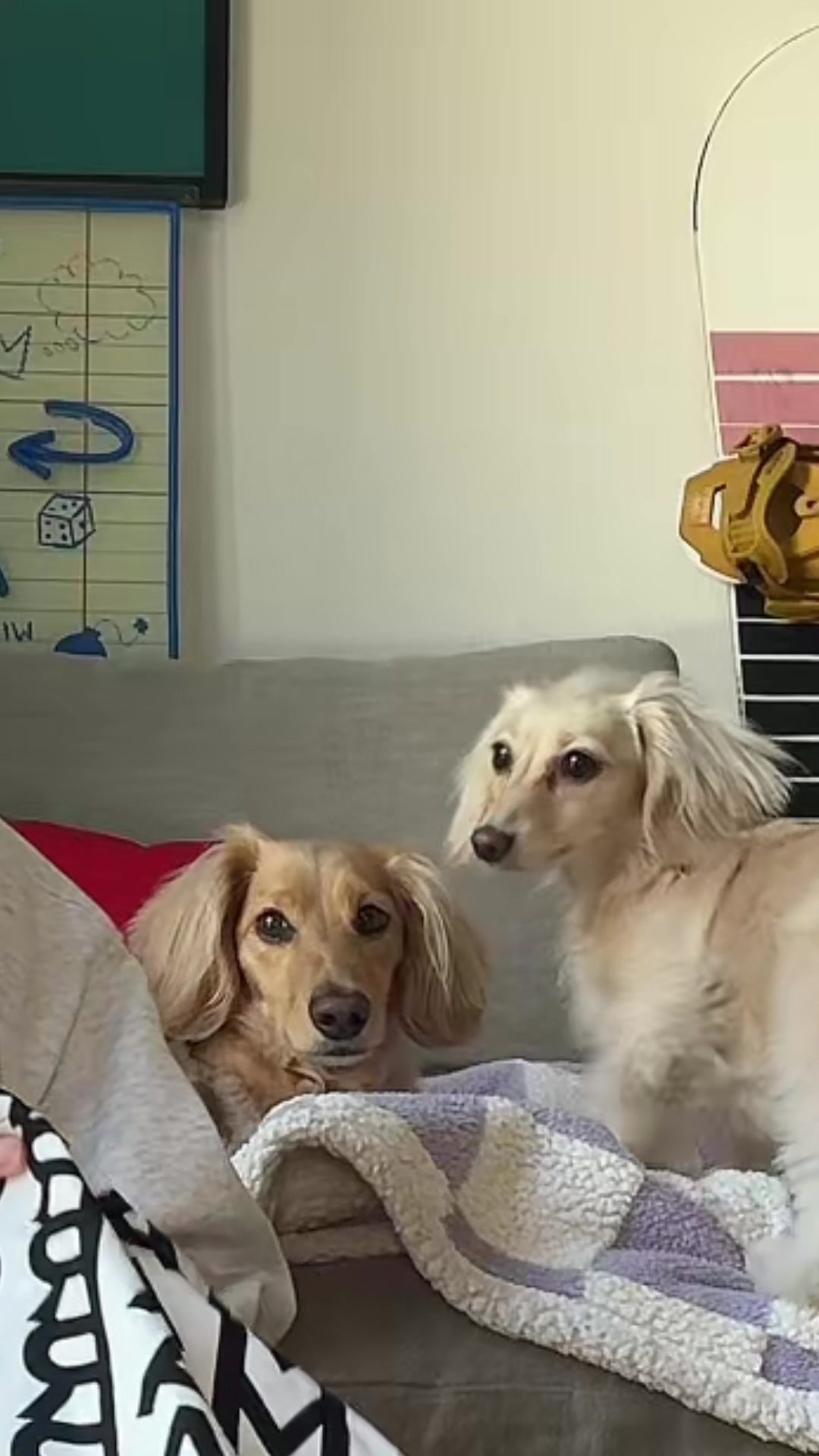 TikTok post by @christinakirkman for Marc Jacobs. Caption reads: Winston's aggressive paws are the best part of....