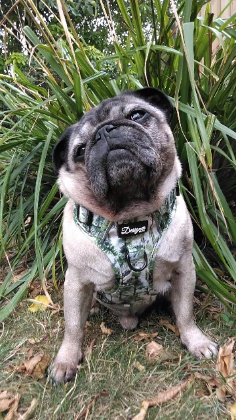 Instagram post by @lilrascalpug for Pooch and Mutt. Caption reads: M o n d a y  M a n i f e s t i n g....