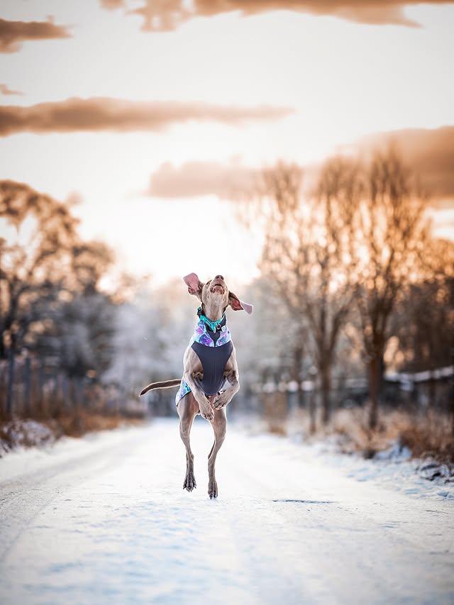 Instagram post by @the_sun.and.the_moon for Pomppa Dogwear. Caption reads: [...] will never forget. ❄️💙💜🩷 Anzeige....