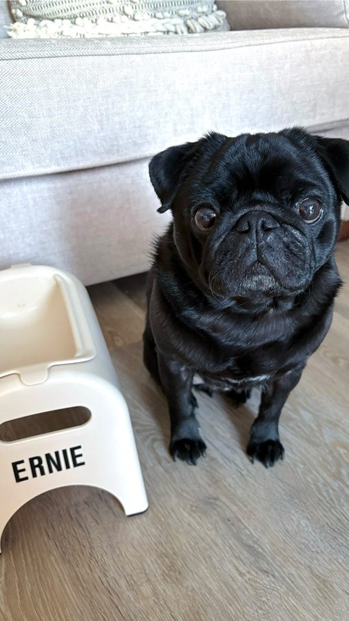 Instagram post by @itserniethepug for EASYEAT. Caption reads: Breakfast time with EasyEat😋 Use code EASYERNIE10....