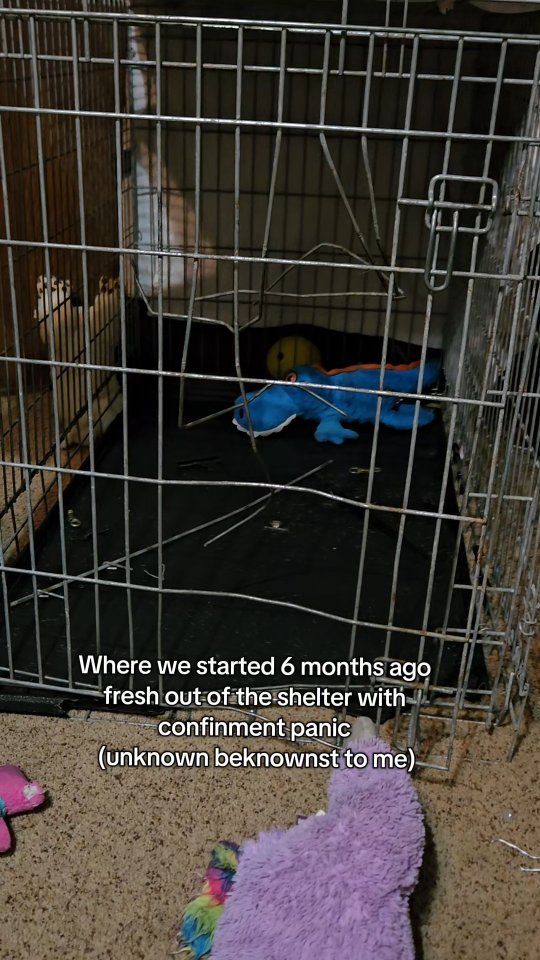 Instagram post by @maisythebarnhippo for Impact Dog Crates. Caption reads: #ad I've never had a dog with crate....