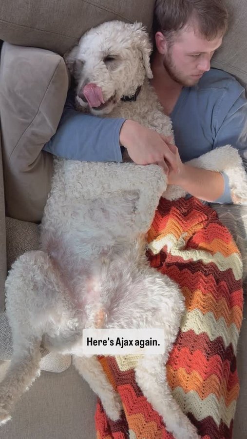 Instagram post by @ajax_and_odie_the_poodle_bros for Squishface. Caption reads: [...] open sores or infections! . . . . #AD....