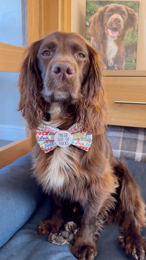 Instagram post by @herbie.werbie for Frankys Bowtique. Caption reads: Happy Sweary Sunday 🤬 I’ve got a problem I’m out....