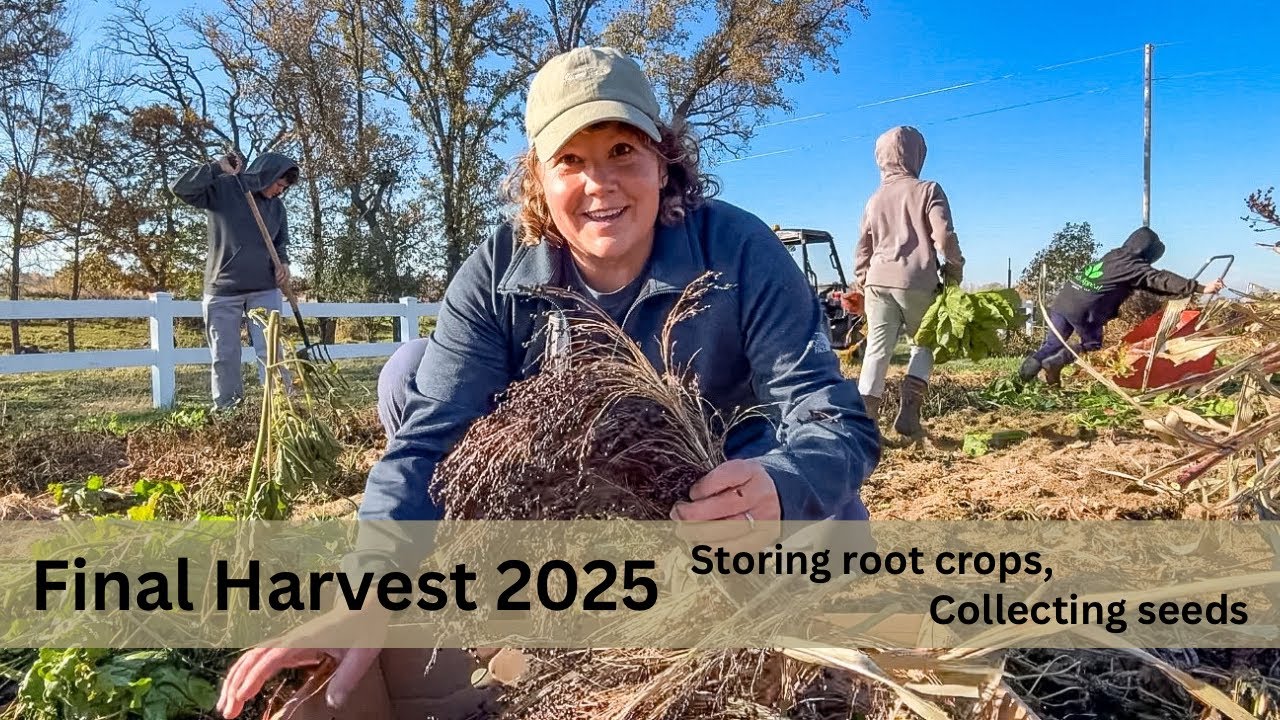 YouTube post by @Ruthannzimm for Azure Standard. Caption reads: Final Harvest 2025, Storing Root Crops, Collecting....