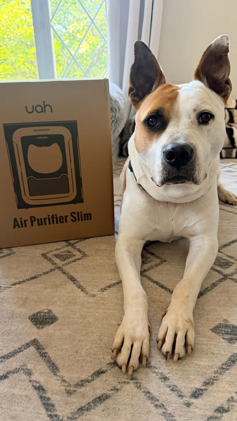 Instagram post by @bubbathemeatball for Uahpet. Caption reads: [...] house. 🤷‍♂️🐾 We’ve been testing the Uahpet....