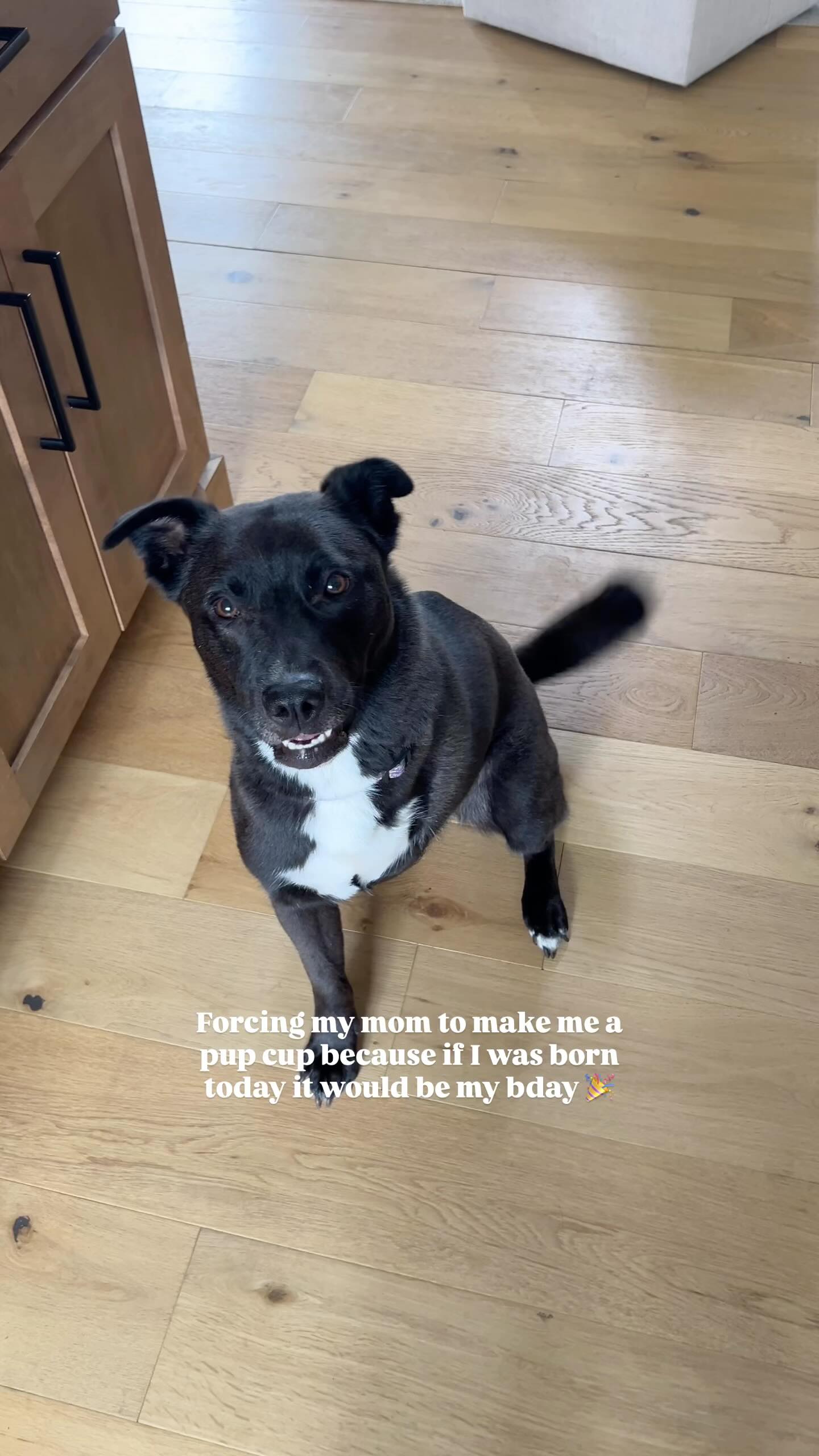 Instagram post by @remingtondesignco for PetHonesty. Caption reads: We’ve been using @pethonesty supplements to keep....