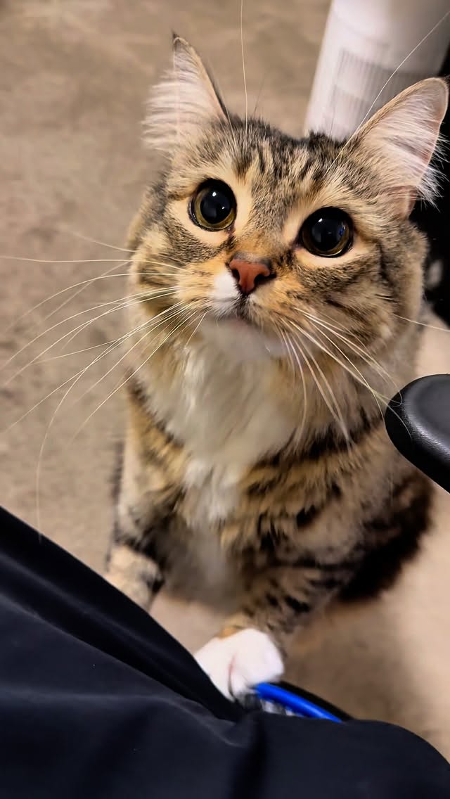 Instagram post by @lunaistabby for Oneisall. Caption reads: Luna and Mickey are happy for the feeder from....