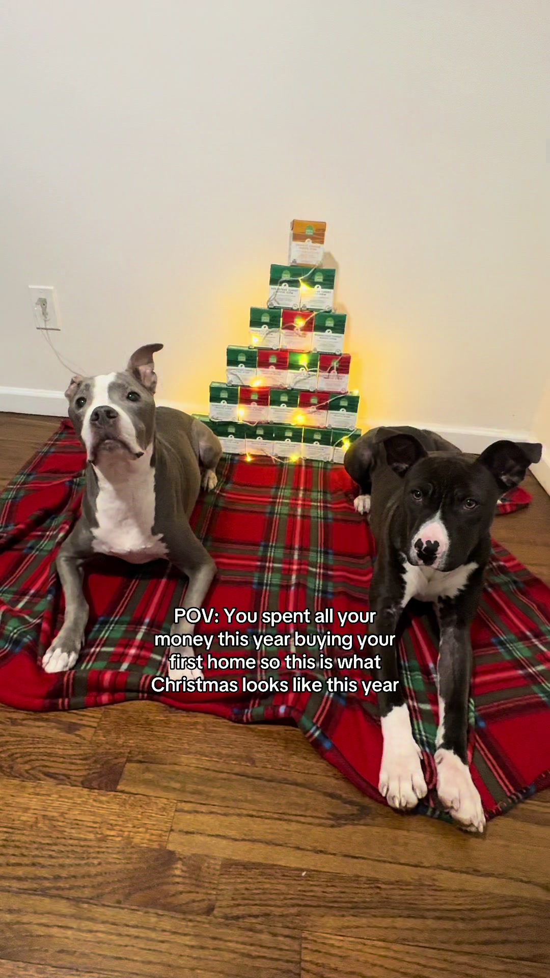 TikTok post by @handsome.zeus for Open Farm Pet. Caption reads: [...] #christmastree #newhomeowners @Open Farm Pet....