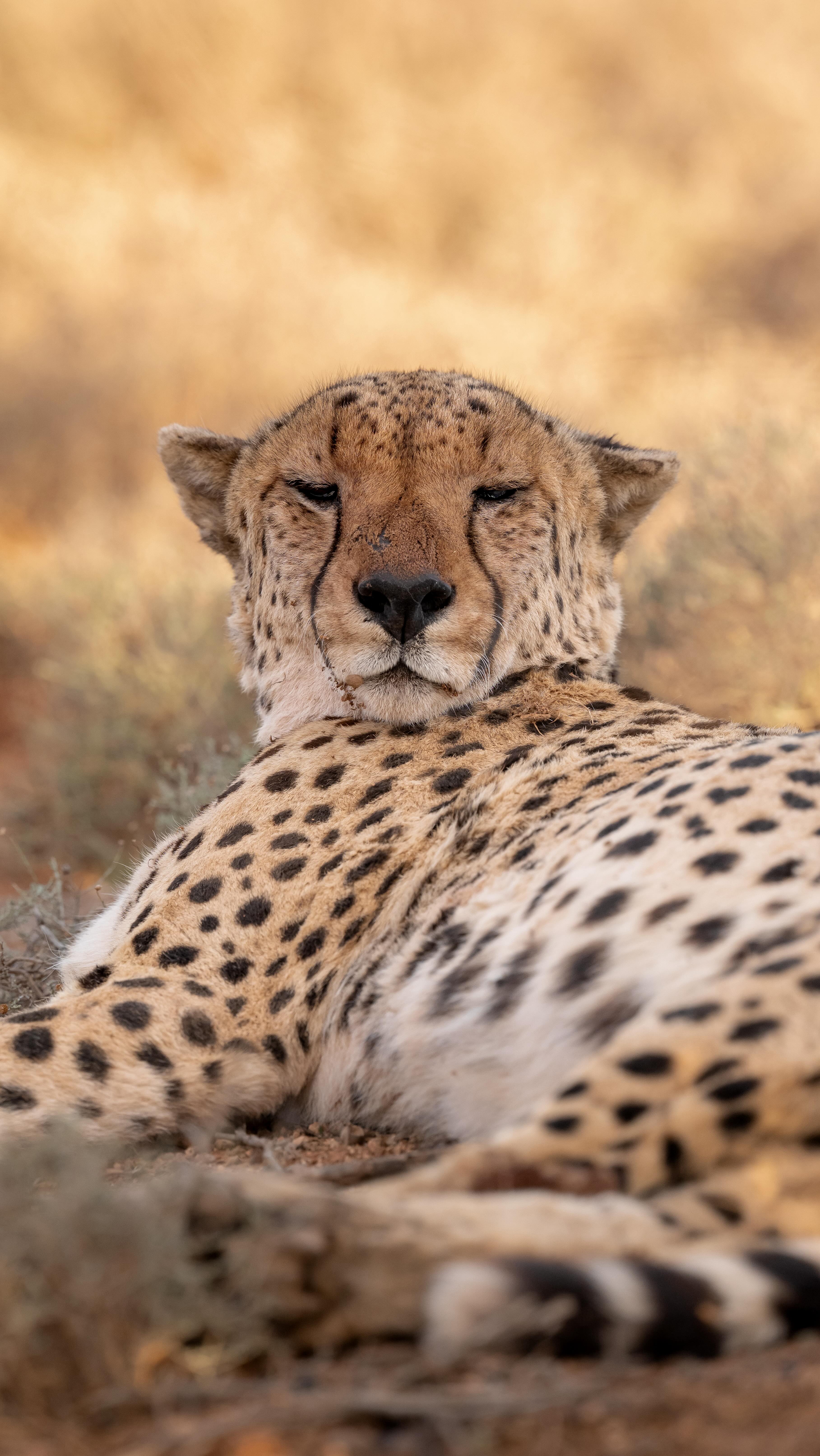 Instagram post by @roxythezoologist for Fahlo. Caption reads: [...] incredible landscape in support of @myfahlo....