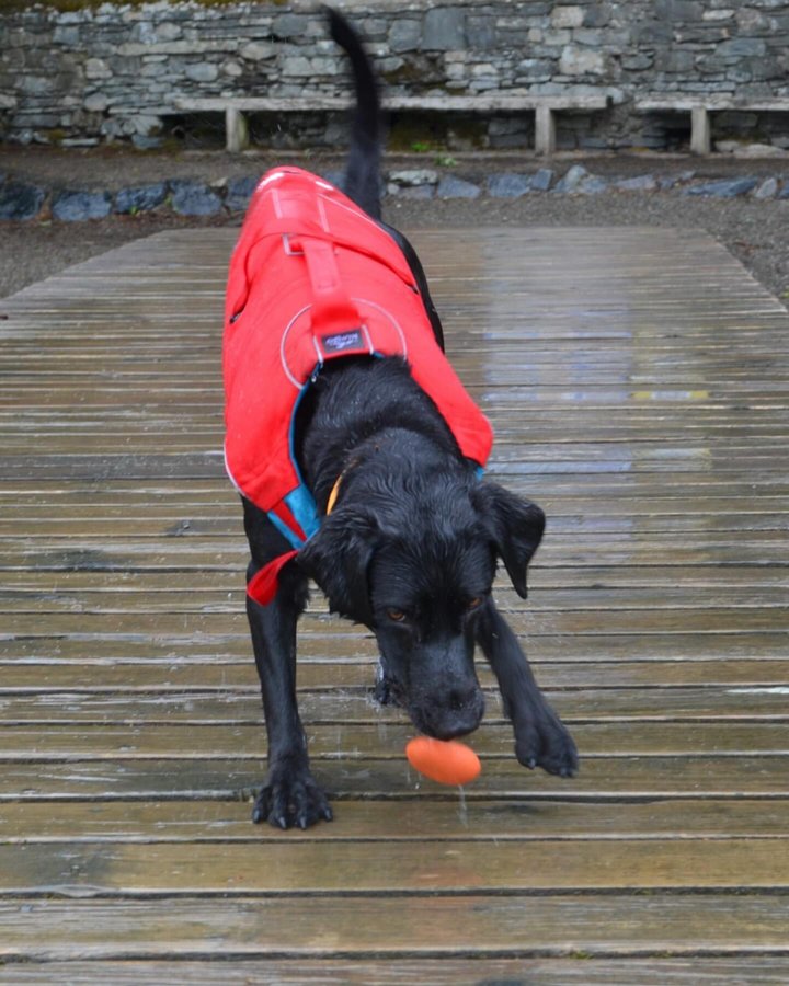 Instagram post by @arlo.the.assistance.dog for Kurgo. Caption reads: [...] Fun is just a stones throw away with the....