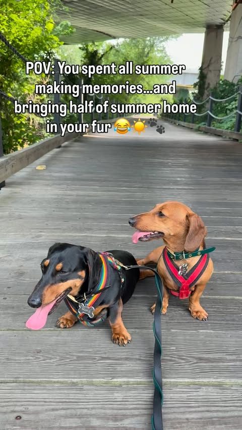 Instagram post by @mellow_maple.minidachshund for Mrs. Meyer's Clean Day. Caption reads: [...] starting the new season fresh with....