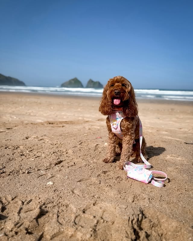 Instagram post by @ourmerrimandays for Bailey and Coco. Caption reads: [...] x _______________ @baileyandcocouk....