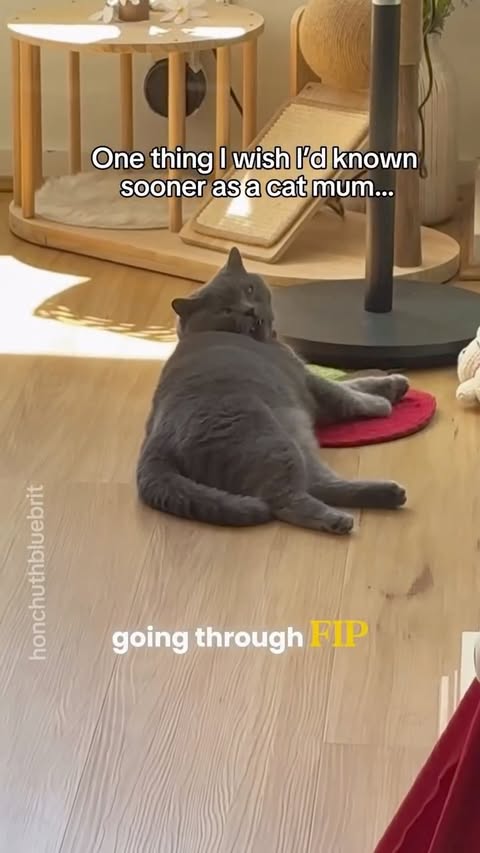 Instagram post by @honchuthebluebrit for PETLIBRO. Caption reads: [...] for your cat with the link in our bio....