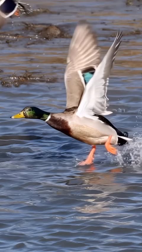 Instagram post by @samrinophotography for Canon USA. Caption reads: Happy Saturday!!! Beautiful mallard duck 🦆take....