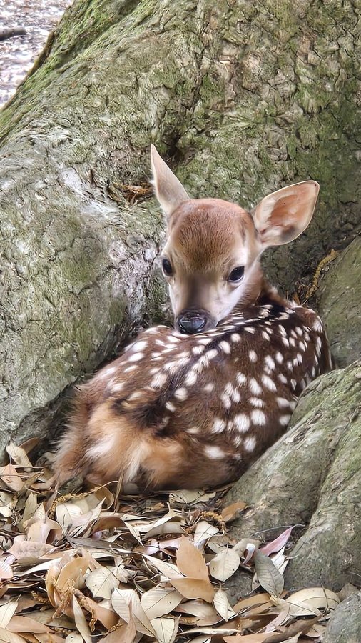 Instagram post by @bigfatjenna for Arctic Fox Hair Color. Caption reads: AD it was always you pink 🥹🥹🥹....