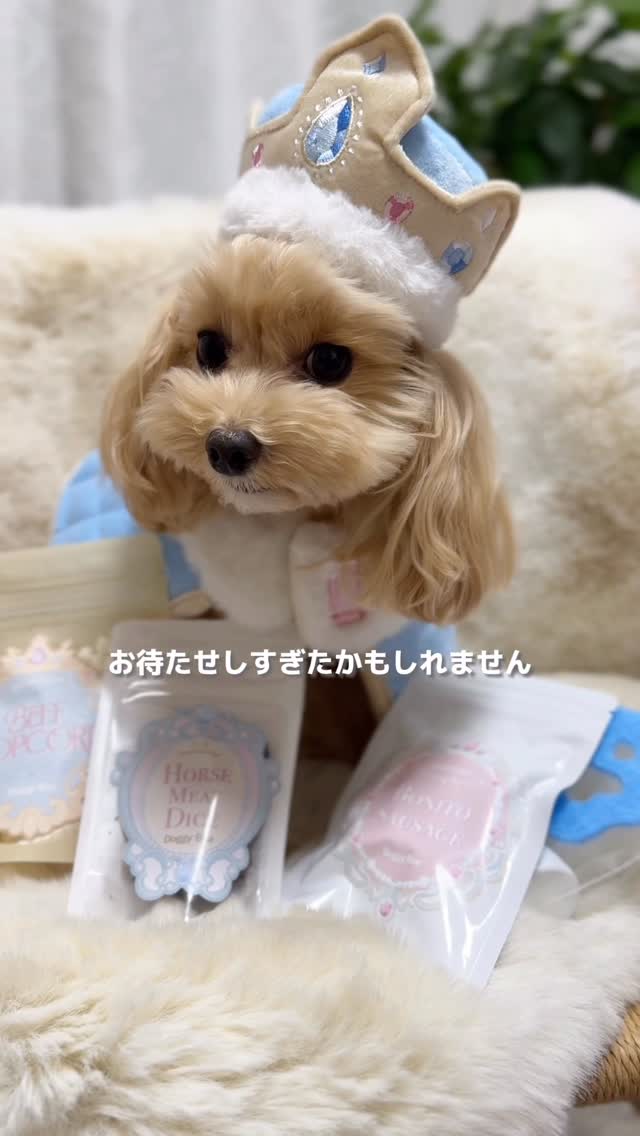 Instagram post by @popochan0512 for Doggy Box. Caption reads: 可愛すぎません🥹？#PR #ドギボ #doggybox #マルプー #maltipoo....