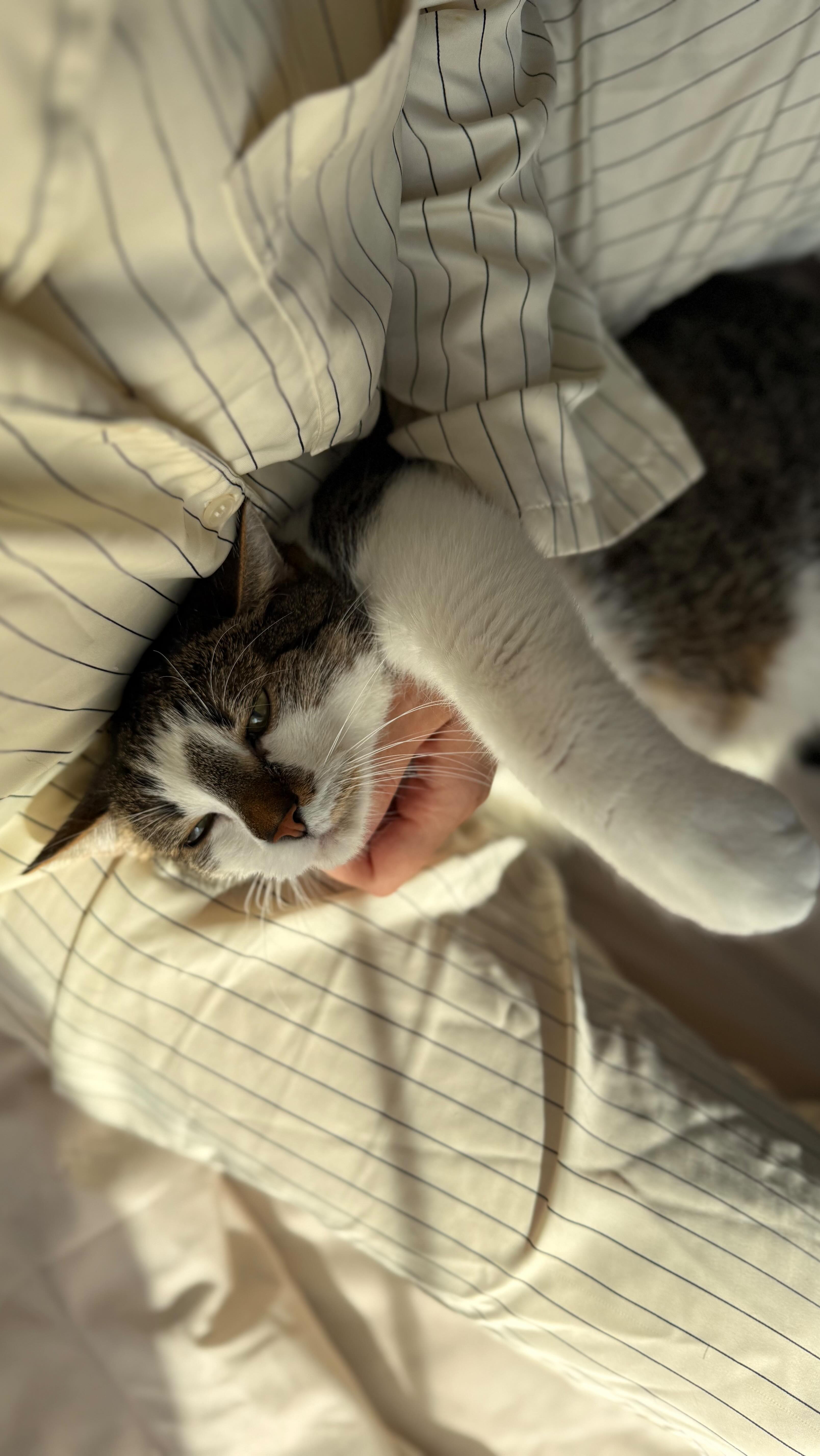 Instagram post by @letta_mommy for Purina Pro Plan. Caption reads: #współpracareklamowa @PurinaPolska

Każdy poranek....