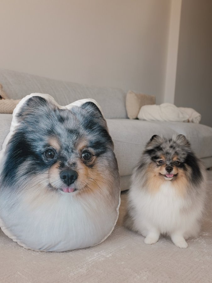 Instagram post by @_luffythepom for Pawfect House. Caption reads: [...] 🥹

get your own custom pillow from....