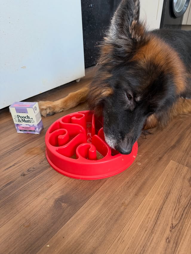Instagram post by @thedevonpack for Pooch and Mutt. Caption reads: [...] to keep me all healthy, I love the....
