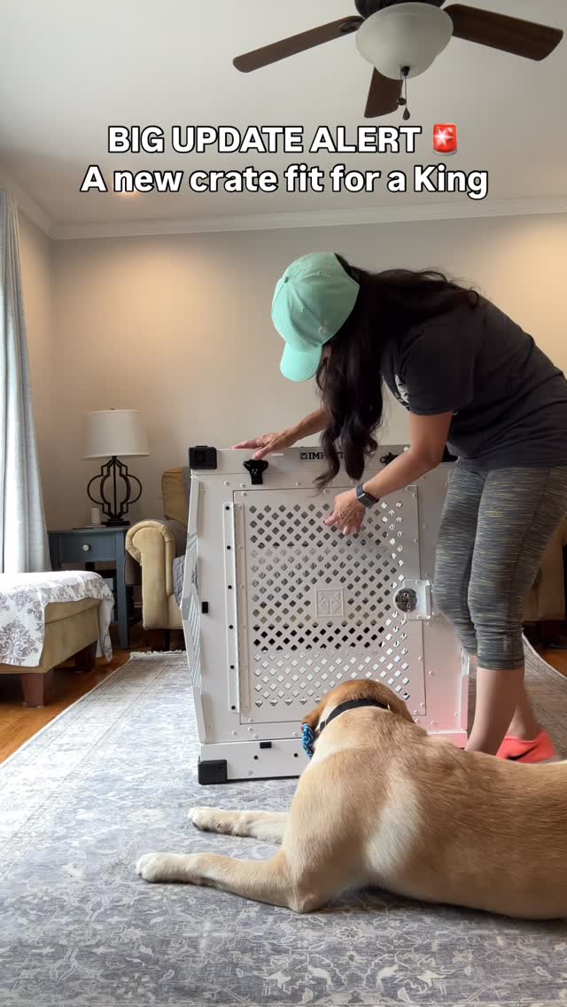 Instagram post by @lordjacktheyellowlab for Impact Dog Crates. Caption reads: #ad |#gifted  Because he deserves a safe space....