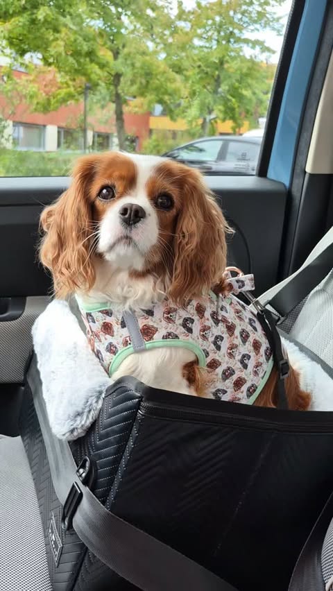 Instagram post by @loempieta_gracie_thecavaliers for Petsfit. Caption reads: [...] with your Cavalier a breeze. 🐶🚗✨ The....