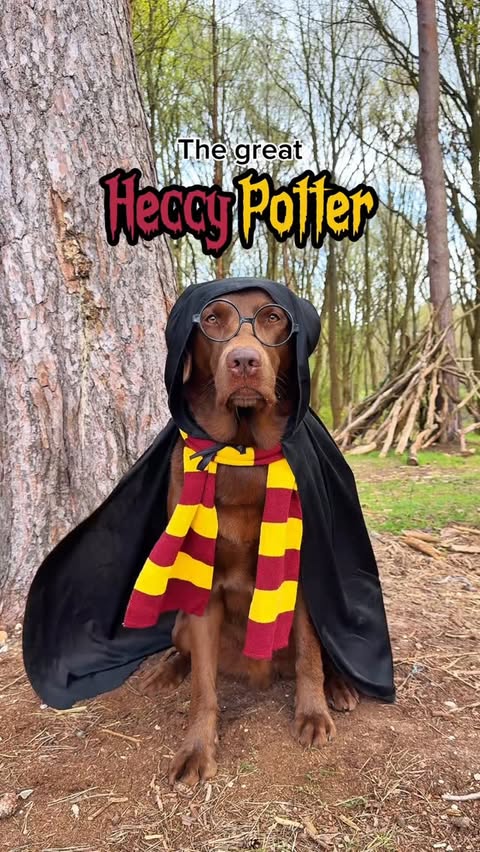 Instagram post by @hectorthechocolabo for Bark. Caption reads: [...] this time he was on the search for the....