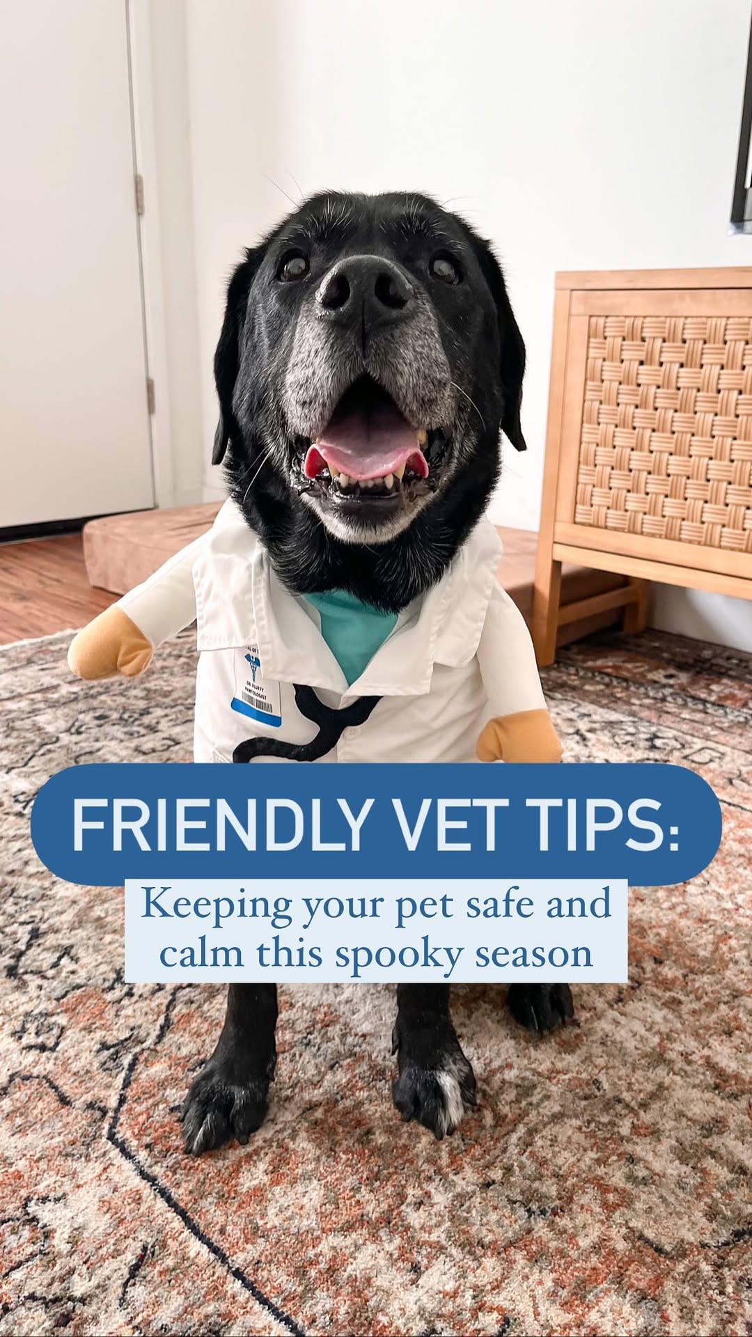 Instagram post by @thefriendlyvet for VetriScience. Caption reads: #VetriScience #Sponsored Halloween is right around....