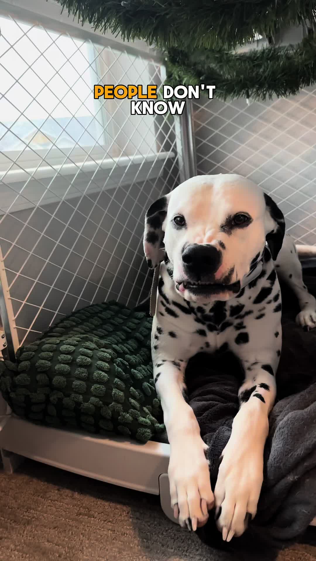 TikTok post by @greythedalmatian for blue buffalo. Caption reads: @Blue Buffalo brought the taste AND quality back....