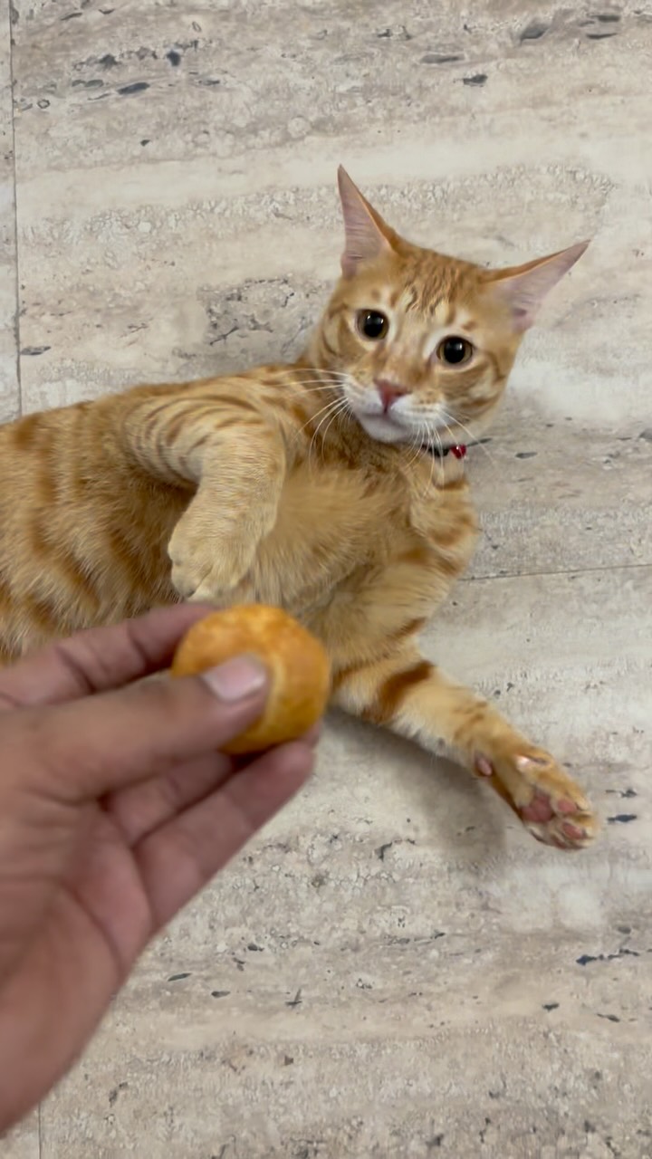 Instagram post by @bhaandsal for Swiggy. Caption reads: kuch din mein yeh swiggy se order bhi karne lagega.