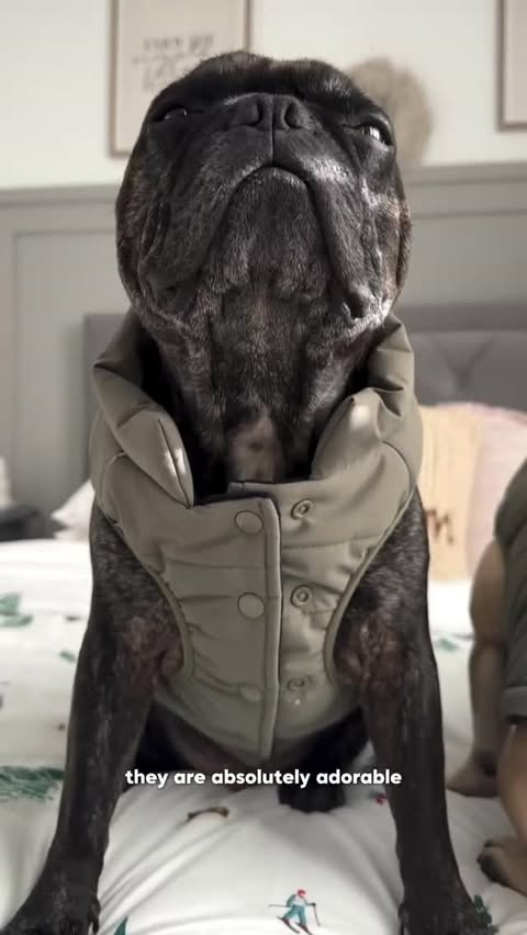 Instagram post by @trufflebirch for Spark Paws. Caption reads: This is the cutest product review ever! 😱🥹....