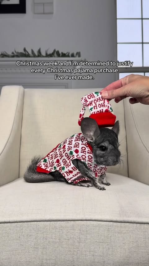 Instagram post by @phillychinchilly for PetSmart. Caption reads: So. Determined. 💪🏻🐭😂
.
.
.
.
.
#petpajamas....