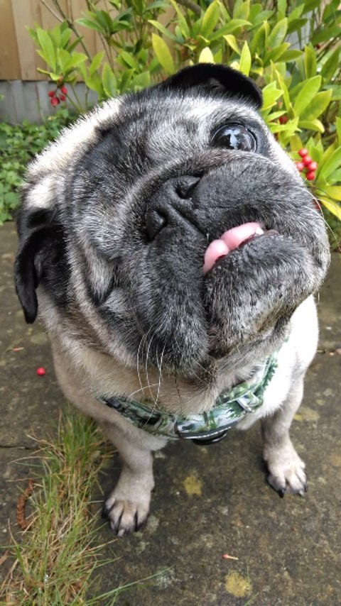 Instagram post by @lilrascalpug for Pooch and Mutt. Caption reads: [...] PR - Brand Rep] 💚 . 💚 Meaty Treats....